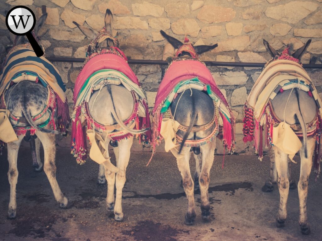 Donkeys