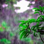 Smell of rain