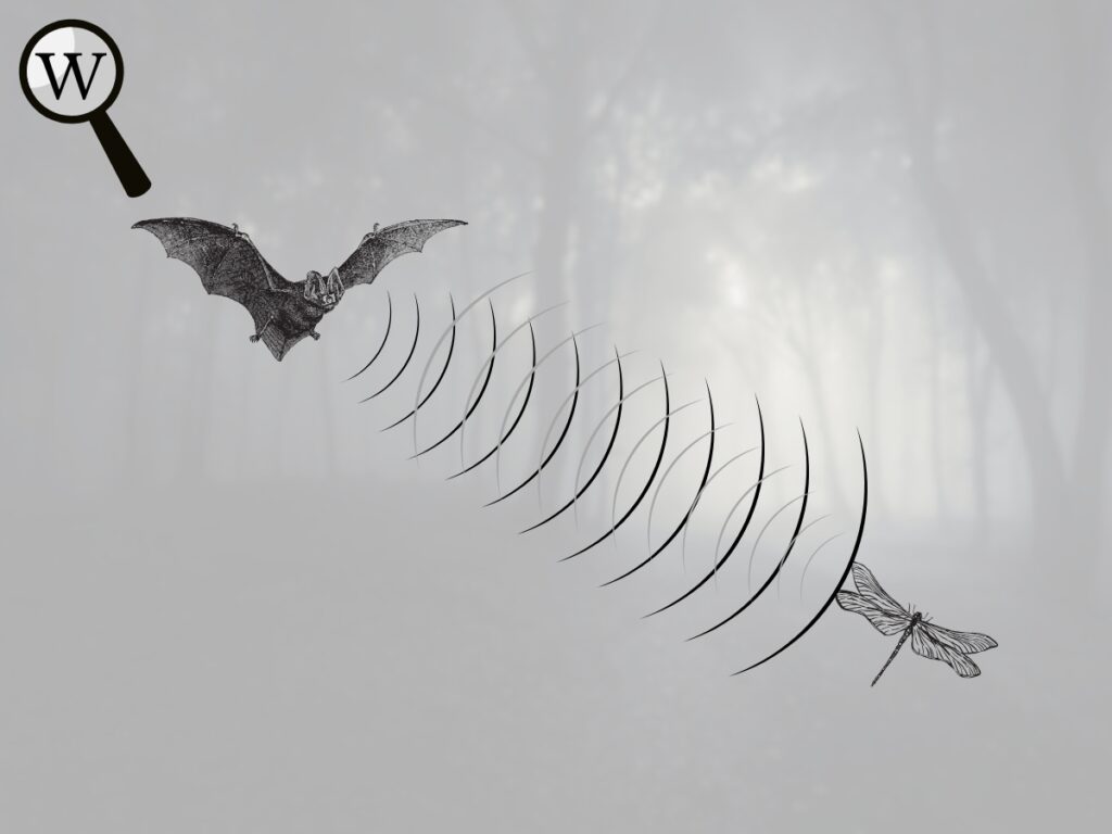 Diagram showing a bat emitting echolocation sound waves to navigate and hunt in the dark.