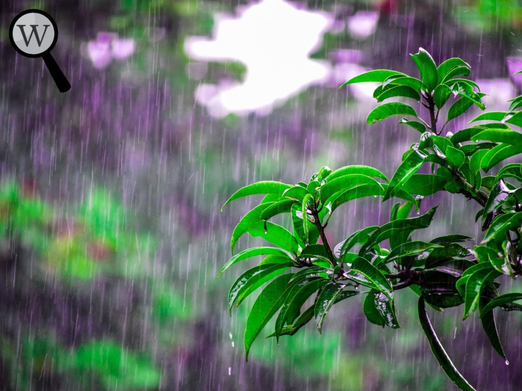 Smell of rain